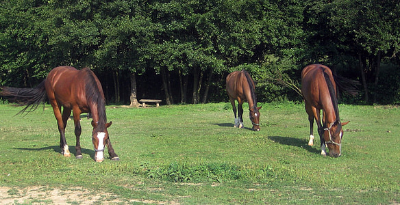 horses, horse, nature, meadow, forest, pasha, grazing