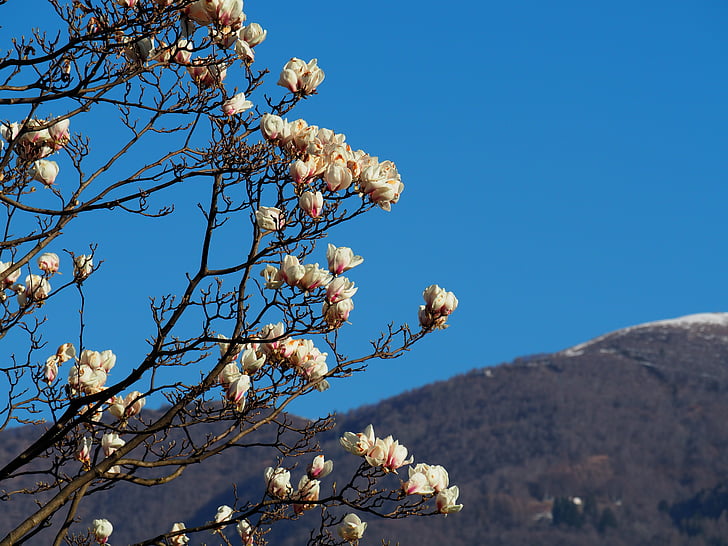 Magnolia, kevadel, roosa, õis, Bloom, puu, loodus