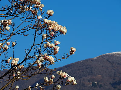Magnolia, wiosna, różowy, kwiat, Bloom, drzewo, Natura