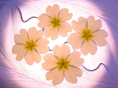 Blumen, Blütenblätter, primelchen, Hintergrund, Muster, violett, Rosa