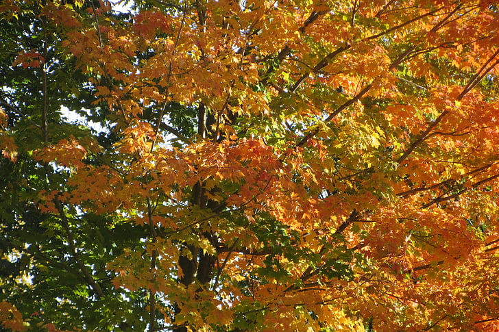padec, listi, oranžna, narave, Jesenski listi, jeseni pokrajina