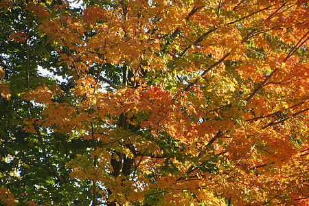 秋, 葉, オレンジ, 自然, 秋の紅葉, 秋の風景