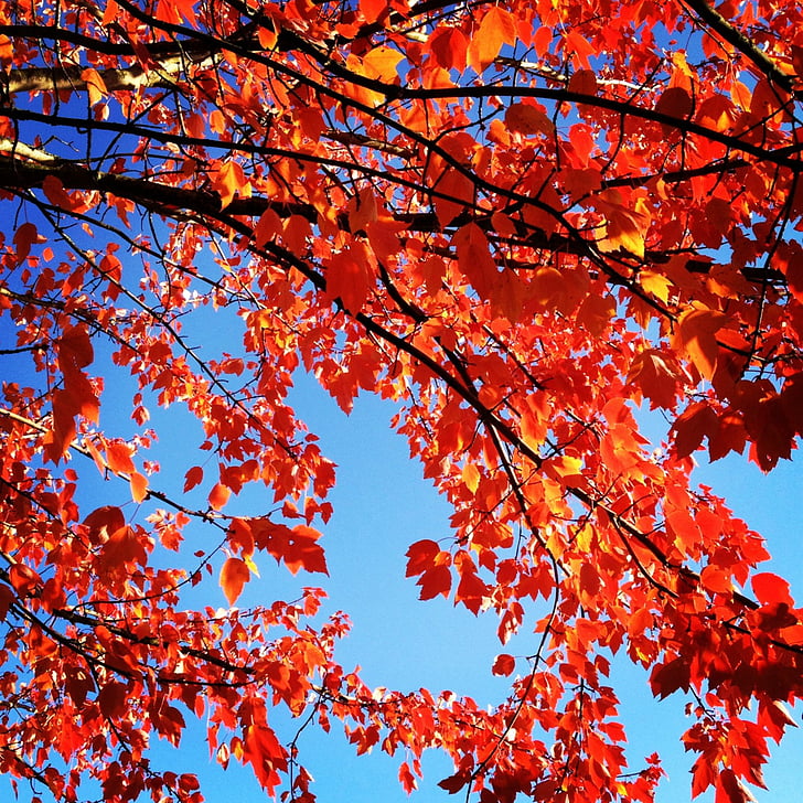 rdeči listi, jeseni, padec, sezonske, padec barve, narave, drevo
