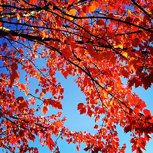 Kırmızı yaprakları, Sonbahar, Sonbahar, Mevsimlik, sonbahar renk, doğa, ağaç