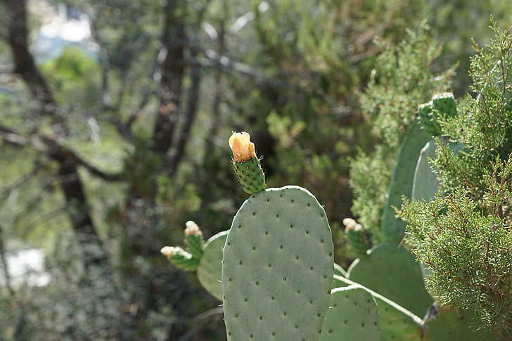 cactus, green, plant, prickly, spur, flora, succulent