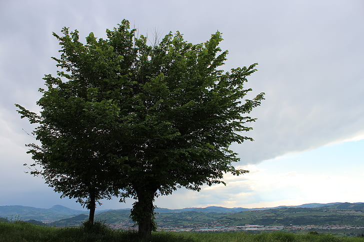 landscape, tree, clouds