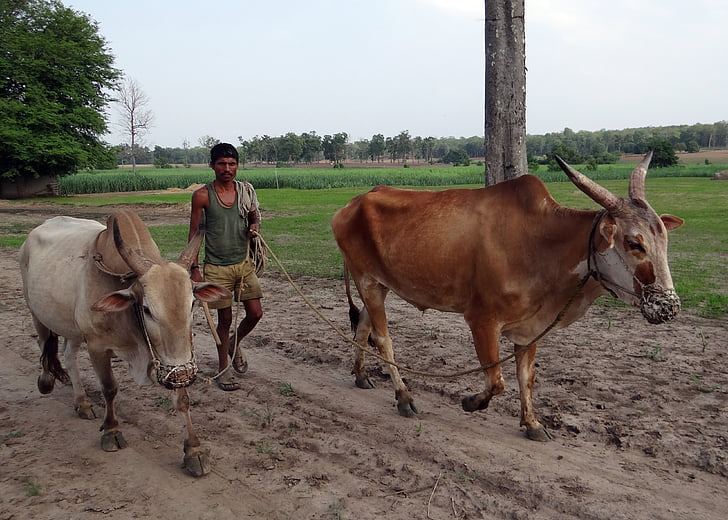 воловете, unyoked, със запушена уста, земеделски производител, крайградски, Карнатака, Индия
