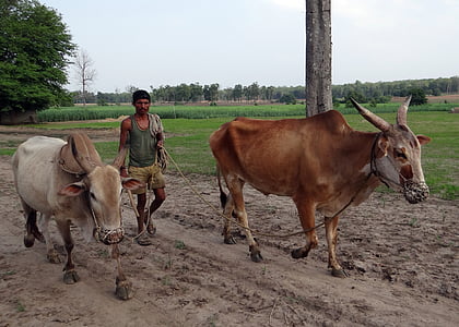 牛, くびき, 猿轡, 農家, 田園地帯, カルナータカ州, インド