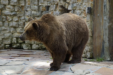 bear, brown bear, grizzly, grizzly bear, animal, zoo, teddy