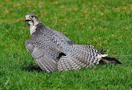 falcon, wildpark poing, raptor, wild animal, feather, bird, plumage
