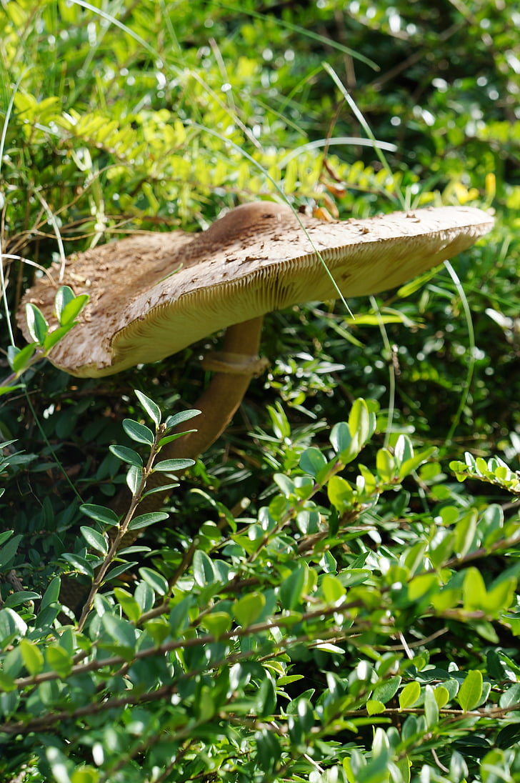 parasol, mushroom, screen fungus, autumn, boletes, light brown, mushroom harvest