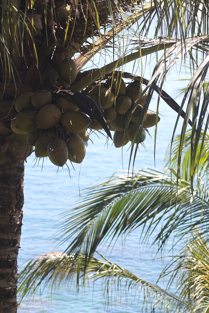 Natura, kokosowy, Tropical, Plaża, morze