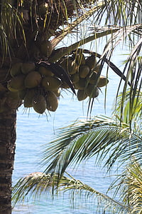 자연, 코코넛, 열 대, 비치, 바다