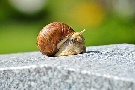 snail, shell, mollusk, animal, slowly, reptile, crawl