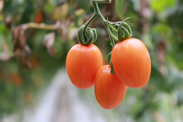 tomatoes, food, fresh
