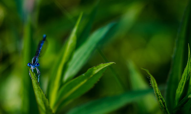 poco profonde, messa a fuoco, fotografia, blu, libellula, natura, foglia