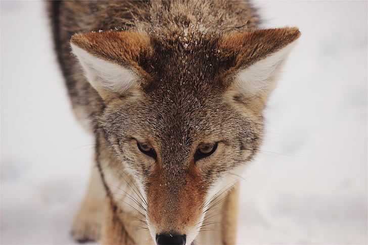 brown, fox, photo, wolf, animal, whiskers, wild