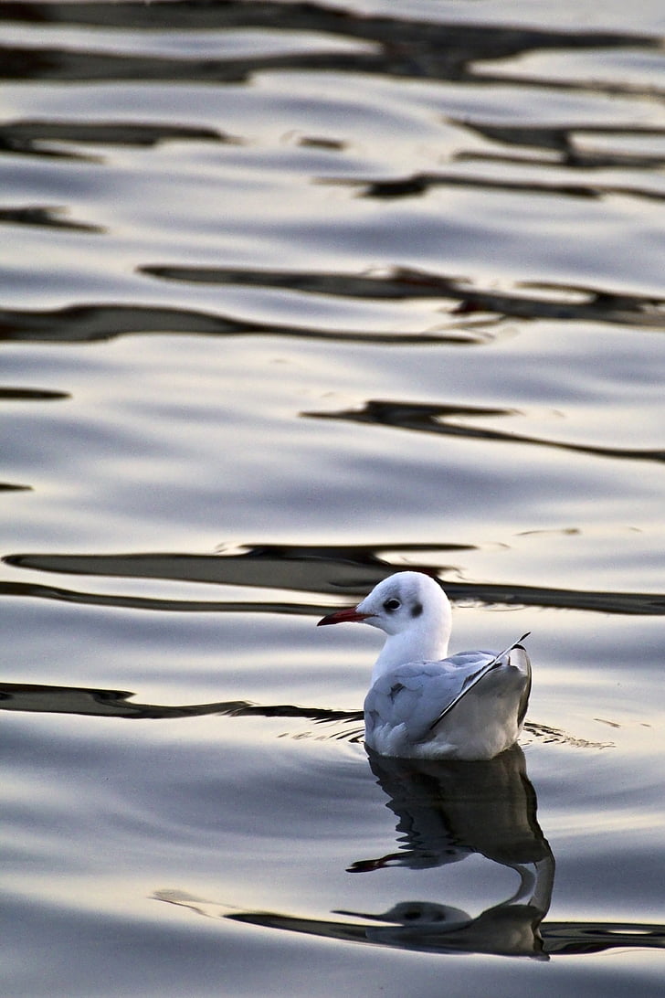 seagull, gull in the water, bird, waterfowl, white möve, seemoeve, water
