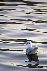 Seagull, Gaviota en el agua, pájaro, aves acuáticas, möve blanco, seemoeve, agua