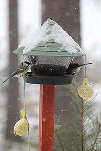 σίτιση των πτηνών, Μεγάλη tit, Χειμώνας, rantasalmi, Φινλανδικά, χιόνι, καιρικές συνθήκες