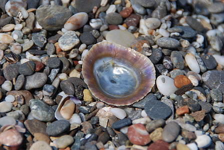pietre, plajă, Shell, mare, colorat