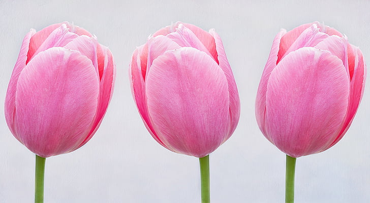 tulipanes, rosa, flores, schnittblume, flor de primavera, pastel, cerrar