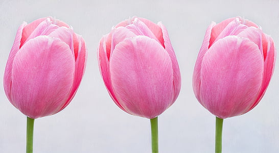 tulips, pink, flowers, schnittblume, spring flower, pastel, close