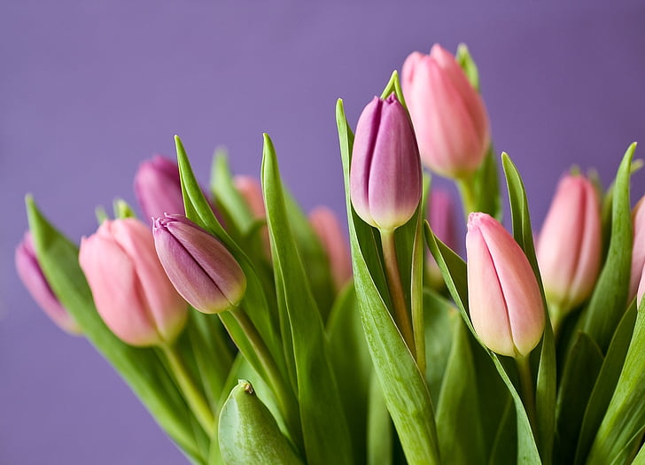 tulipán, virágok, tulipán, csokor, lila, rózsaszín, természet