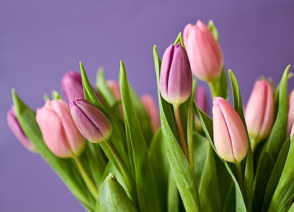 Tulips, Flowers, Tulip, Bouquet, Violet, Pink, Nature