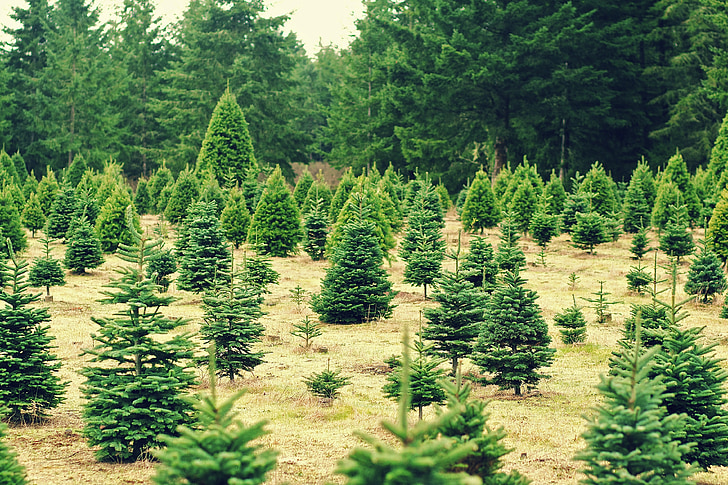 Boże Narodzenie, drzewa, Boże Narodzenie, gospodarstwa, pory roku, wakacje, tapeta