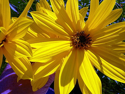 bloemen, geel, zonnebloem, gele bloem, sluiten, herfst bloemen, natuur