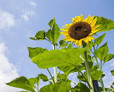 auringonkukka, kesällä, Luonto, keltainen kukka, sininen taivas, Puutarha, kukka