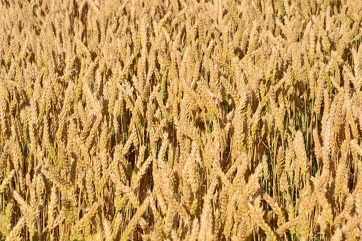 tahıl, Chaitanya k tarafından, mısır tarlası, güneş ışığı, Wheatfield, Hububat Ürünleri, buğday