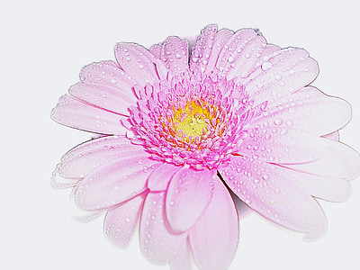 Pink, Gerbera, blomst, romantisk, Fragrance, natur, skønhed