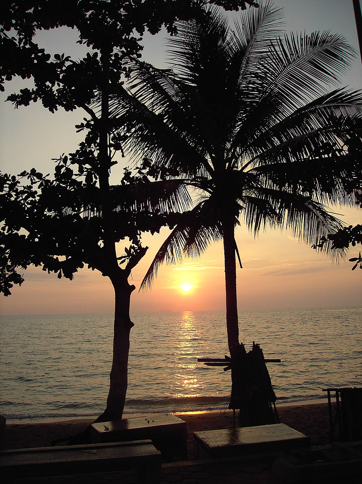 sunset, sea, coast, palm trees
