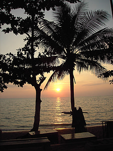 coucher de soleil, mer, Côte, palmiers