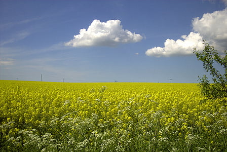field of rapeseeds, rape blossom, rügen, spring, yellow, nature, agriculture