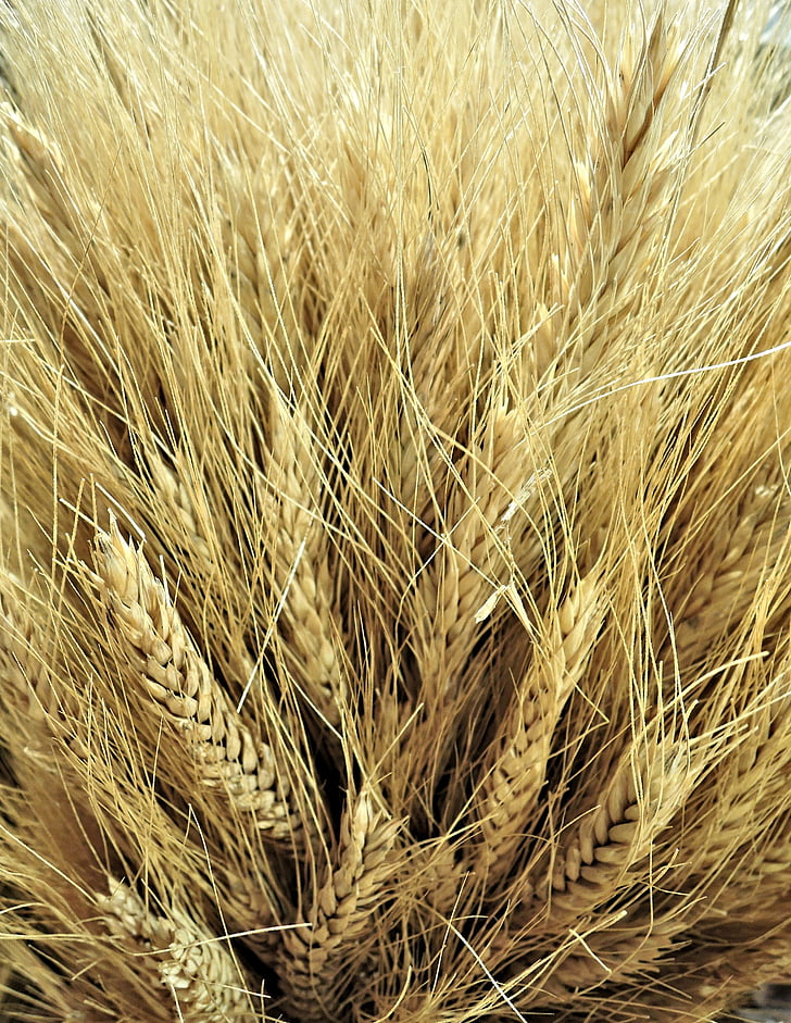 canadian wheat, golden, grain, crop, farming, export, agriculture