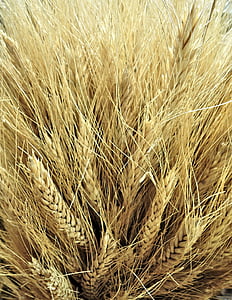 Kanada gandum, emas, gandum, tanaman, pertanian, ekspor, pertanian