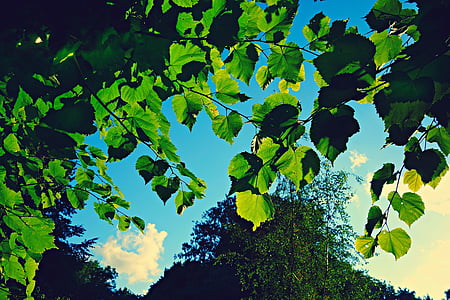 foglie, fogliame, foresta, retroilluminazione, luce, luce del sole, cieli blu