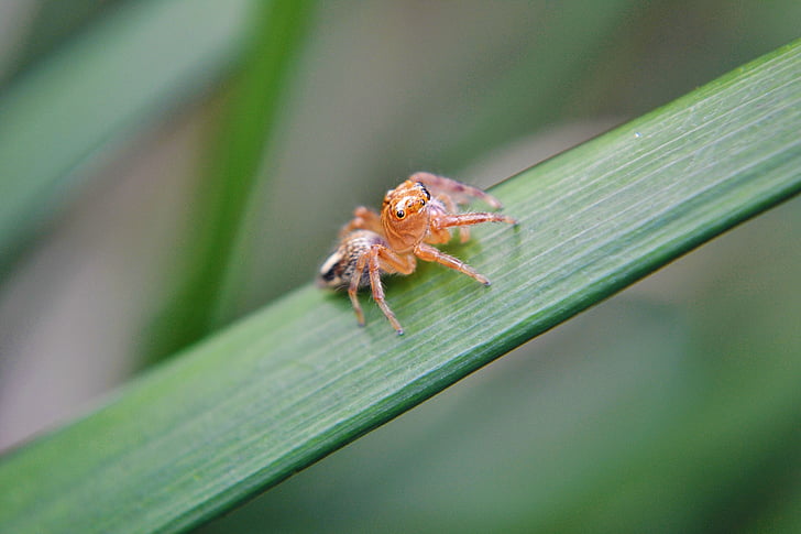 piccolo ragno, ragno, innocente, innocenti spider, Sri lanka, Mawanella, Ceylon