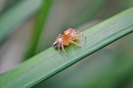 laba-laba kecil, laba-laba, tidak bersalah, laba-laba tidak bersalah, Sri lanka, mawanella, Ceylon