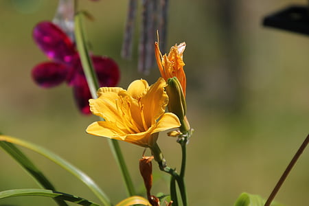 Blume, Lilie, Natur, Floral, Blüte, Anlage, Blütenblatt