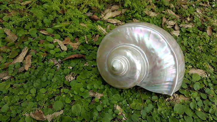 pearl fire, oud shells, nautilus sea, nautilus green, shell, fern, mother of pearl