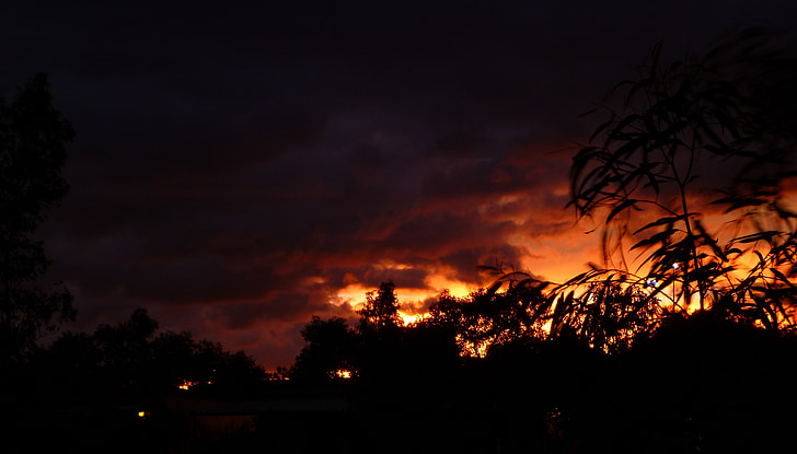 sunset, leaves, nature