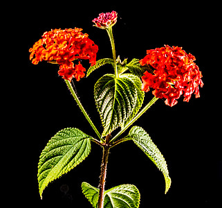 wiildblume petita, planta silvestre, flor, flor, flor, vermell, natura