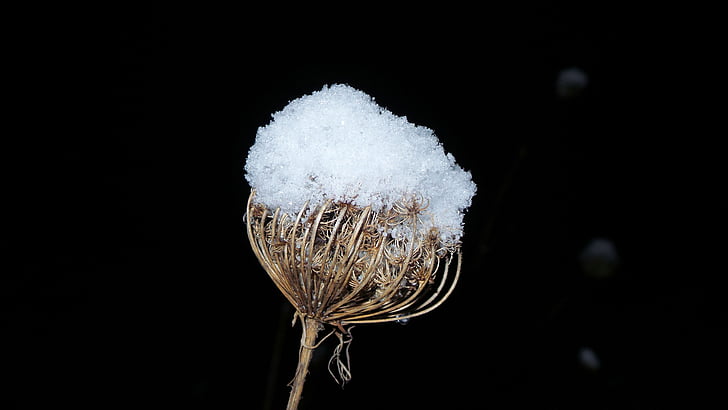 divje korenje, temno, sneg, LED