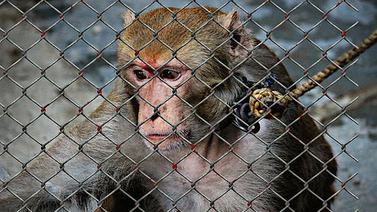 хуманно отношение към, жестокост към животните, Помощ, в затвора, благотворителност, животински спасяване, животни