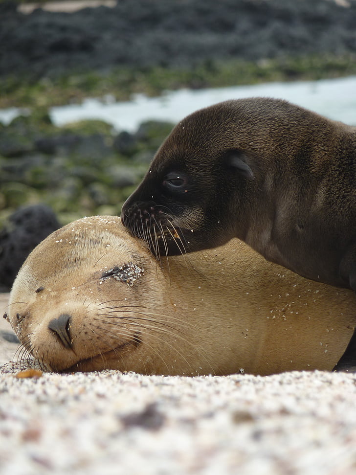 sea lions, seals, mammals, marine life, mother, young, kiss