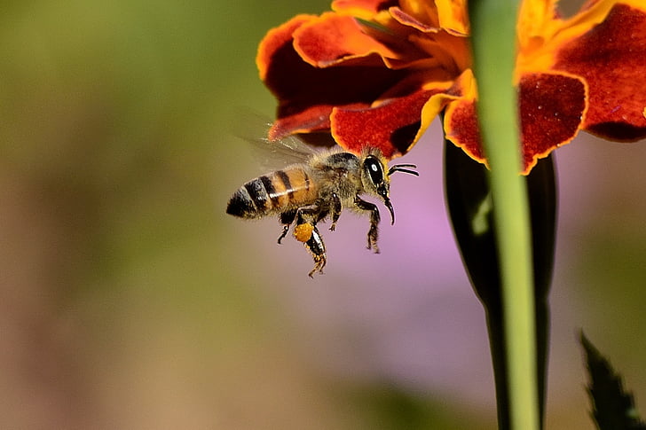 Bite, Sting, spārni, medus, bites, kukainis, daba